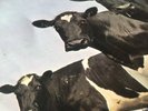 Pink Floyd Atom Heart Mother LP SHVL 781 1970 Original Pressing
