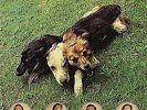 The World Of Skin - Ten Songs For Another World - Young God Records #759579