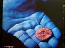 Coldplay - The Blue Room EP - New & Unplayed 2 x 7