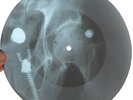 MICHAEL JAKSON - ROCKIN ROBIN - USSR GEORGIAN UNIQUE X-RAY BONES RECORD