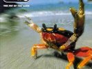 The Fat of the Land by The Prodigy.