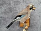 jay taxidermy