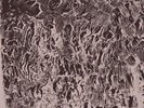 BITCHIN BAJAS/NATURAL INFORMATION SOCIETY AUTOMAGINARY NEW VINYL