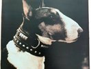 RARE  PIXIES 12” single of classic hit HERE COMES YOUR MAN. 4AD records.