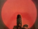 Cactus [LP] by Cactus (LTD Colored Vinyl, May-2016, Real Gone Music)