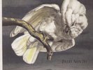 SHEARWATER-PALO SANTO (EXP) (US IMPORT) VINYL LP NEW