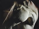 Brother Dege-How To Kill A Horse VINYL NEUF