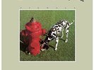 Signals by Rush (200gm LP, 2015 Mercury, US, B0022383-01)