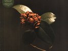 ST. PAUL AND THE BROKEN BONES Young Sick Camellia LP VINYL 13 Track With Inner