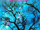 Amon Duul Ii - Phallus Dei 693723041810 (Vinyl Used Very Good)