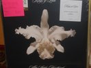 KINGS OF LEON.NEW , 2LPS,WHITE/GOLD SPLIT,AHA SHAKE HEARTBREAK,SEALED