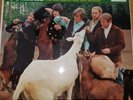 THE BEACH BOYS- PET SOUNDS VINYL LP ST2458 1966 ORIGINAL LP