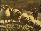 Various - Bonny North Tyne - Northumbrian Country Music (LP, Comp)