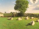 KLF Chill Out LP NEW VINYL KLF Communications repress The Orb Mixmaster Morris