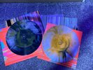 The Flaming Lips ?– The Flaming Lips And Heady Fwends Henry Rollins Vinyl