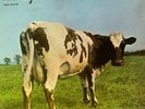 PINK FLOYD - 