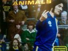 Super Furry Animals, The man don't give a f*#k 7