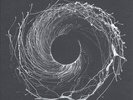 Dawn of Midi - Dysnomia