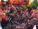 Animal Collective ?- Strawberry Jam 2 LP 180 Gram Vinyl Album SEALED NEW RECORD