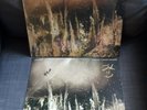 WHITNEY - Forever Turned Around Limited Forest Bark Vinyl & HAND SIGNED PRINT