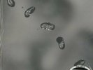 Peter Gabriel, Up 200g LP (Michael Hobson Archives)