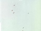 LYCORISCORIS - Flight - Vinyl (LP)
