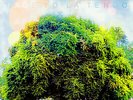Yo La Tengo ?- Fade LP - Vinyl Album - SEALED NEW Record with Download