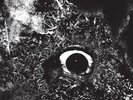 Primitive Man - Immersion VINYL LP NEW (14TH AUG) UPS