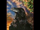 The Stranglers - The Raven - United Artists Records - 1979 #762171