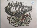 The Lawrence Arms Skeleton Coast (opaque Sunburst) Color Vinyl LP punk nofx 