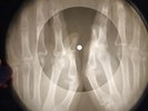 Rolling Stones - The Singer Not The Song X-RAY USSR X-RAY BONE RECORD