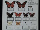 The JAM The Butterfly Collector - Double LP live New York 1980 - Mod - Weller