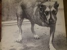 VTG ORIG 1995 ALICE IN CHAINS ST TRIPOD DOG LP VINYL 2 RECORD SET RARE