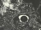 PRIMITIVE MAN - Immersion - Vinyl (LP + insert + MP3 download code)
