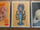 The B52's Rock Lobster. 3 Picture Disc Set In Wallet.