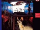 MIDNIGHT OIL - Species Deceases - Vinyl LP Record