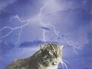 Smog-Knock Knock (UK IMPORT) VINYL NEW