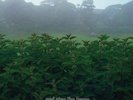And Also The Trees   SELF TITLE RSD Drop 1 Vinyl LP 2020 Piranha Records