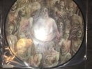 Cannibal Corpse - The Bleeding Vinyl Picture Disc Very RARE  New 1994 2013