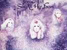 Vinyl LP Record - Dusty Springfield ?– See All Her Faces Classic Rare Vinyl 1972
