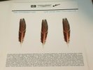 3x Vinyl LP The Appleseed Cast ?* Low Level Owl: Volumes I + II *