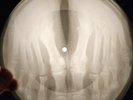 Elvis Presley - Night Life X-RAY OF THE USSR BONES RECORDING