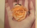MADONNA       12