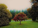 Foothills The Bats Vinyl PREORDER 11