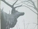 Agalloch – The Mantle 2x LP Clear (Grau)- Alcest- Wolves in the Throne Room- Fen
