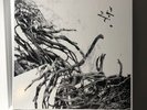 Negura Bunget Box Set W/ Poster & Book Of Pictures