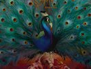 Opeth ?– Sorceress 4 LP Coloured Clear Vinyl 10