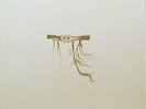 Jose Gonzalez ?- In Our Nature LP - 180 Gram Vinyl Album - SEALED NEW RECORD