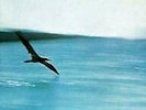 Chick Corea Korea / Return Forever 180G Weight Vinyl Lp