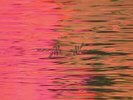 Silverstein-Dead Reflection (UK IMPORT) VINYL NEW
